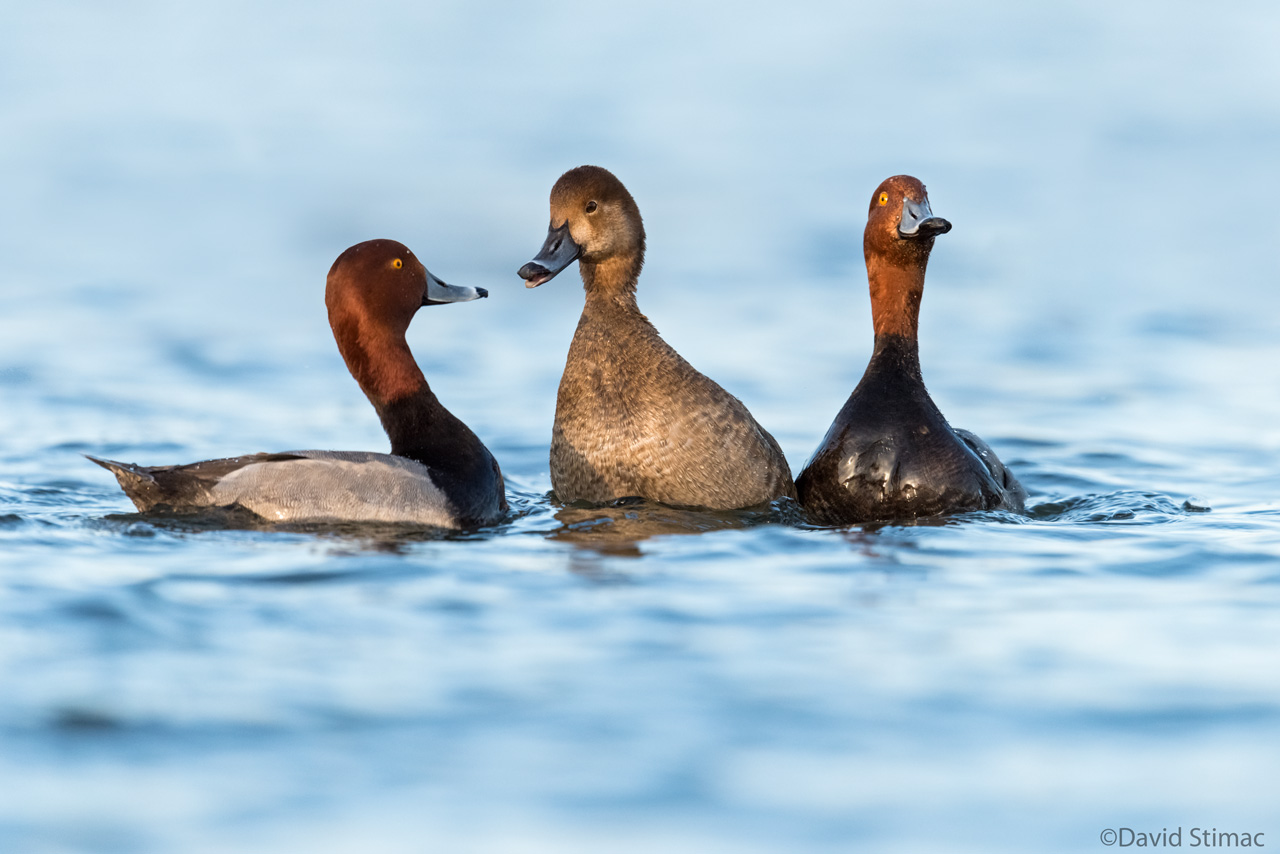 Redhead_trio.jpg