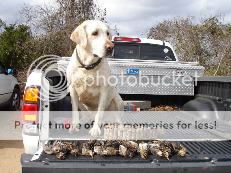 snipe3.jpg