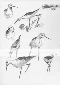 black-winged-stilt-4.jpg