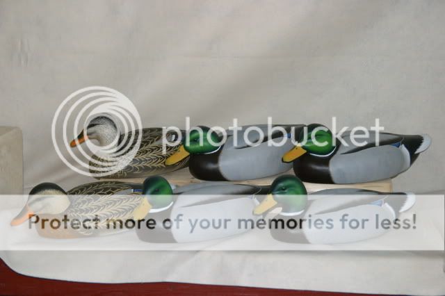 OngMallards2.jpg