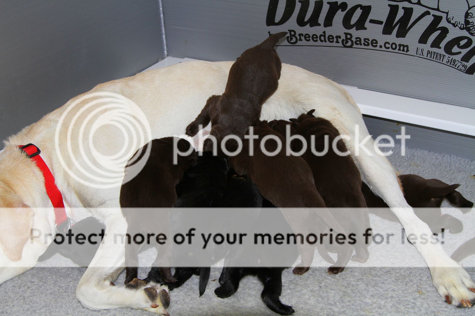 IMG_7422_zps65b007eb.jpg