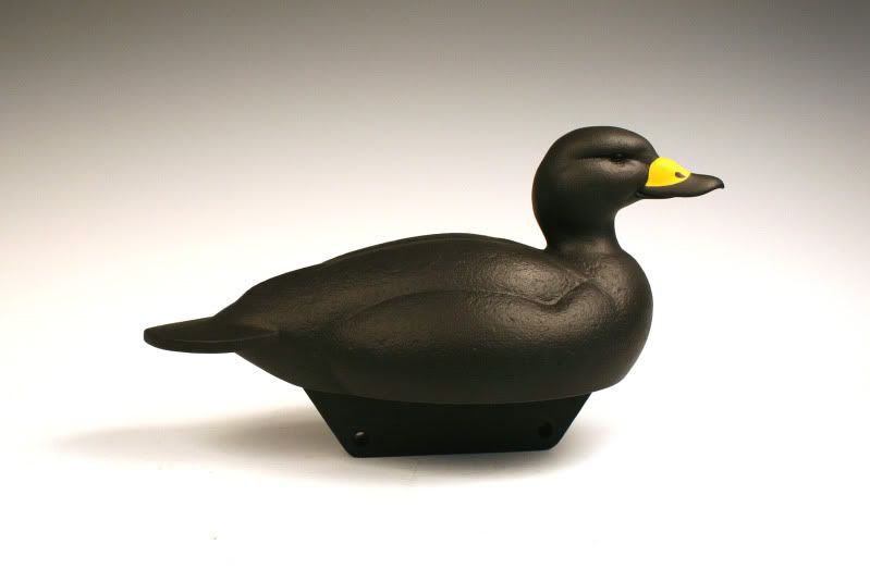 BeloteBlackScoter.jpg