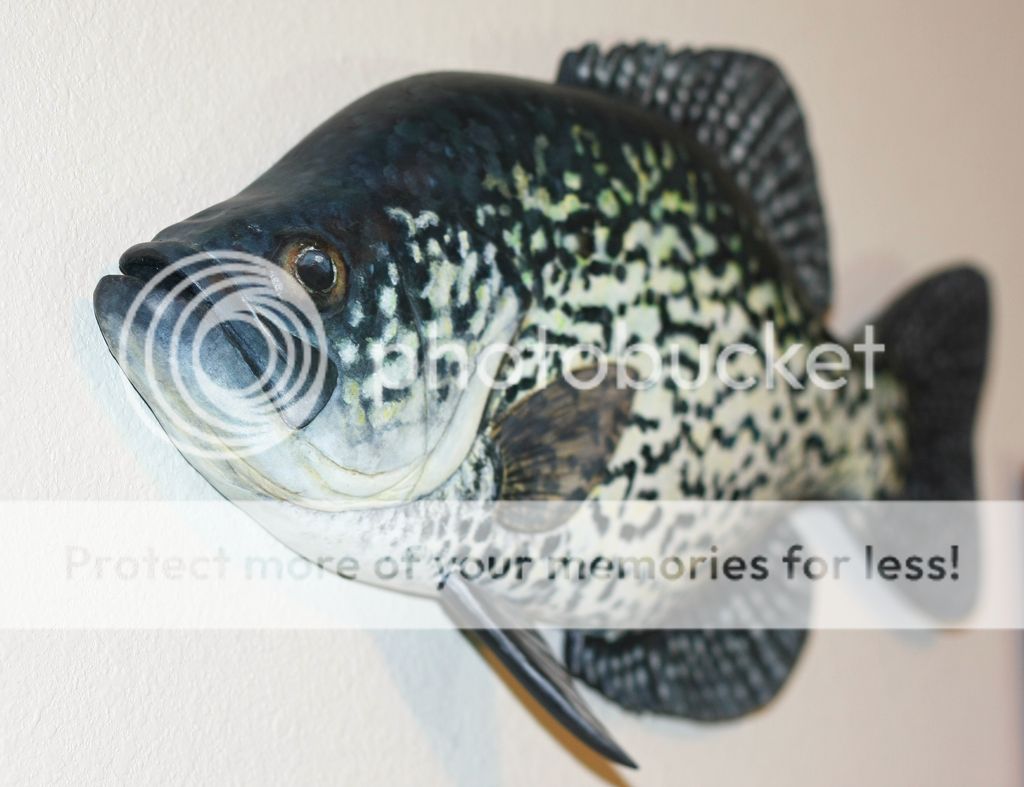 BCrappie2.jpg_zpsrtcsepap.jpg