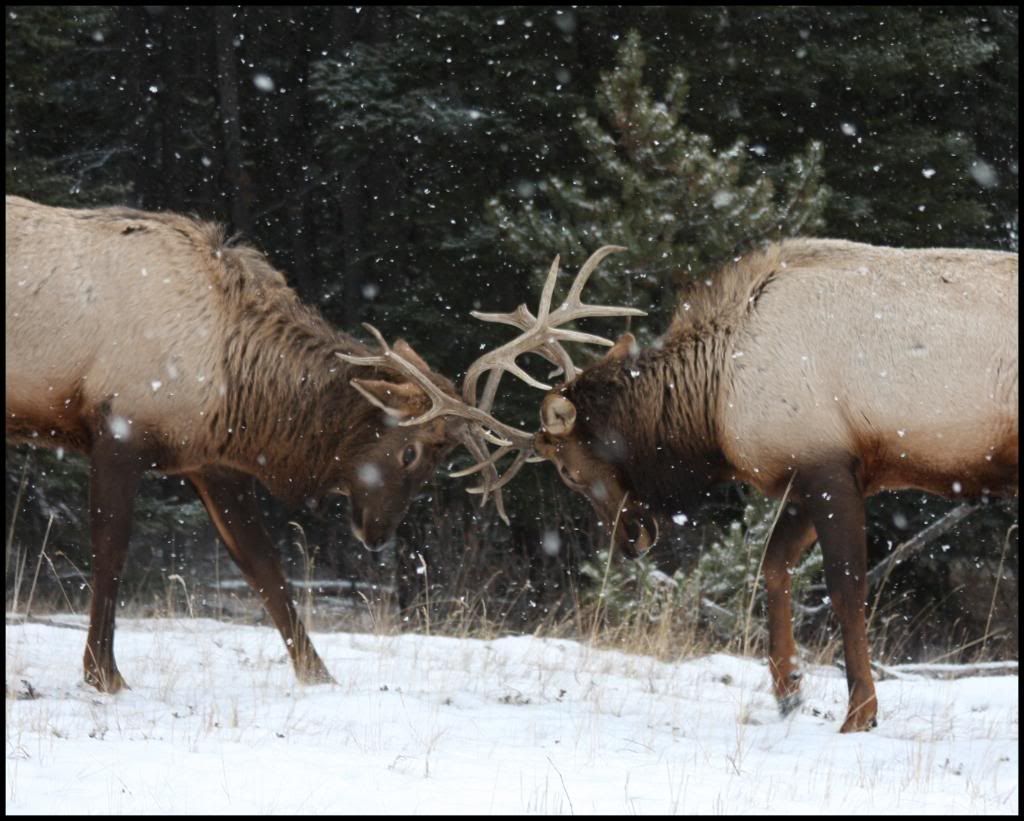 BanffJan232010376-2.jpg