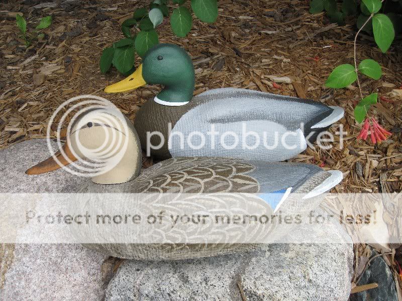IMG_0914_800x600.jpg