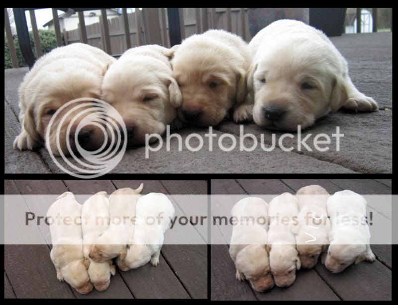 Pups-2weeksold_zpsa27d598c.jpg