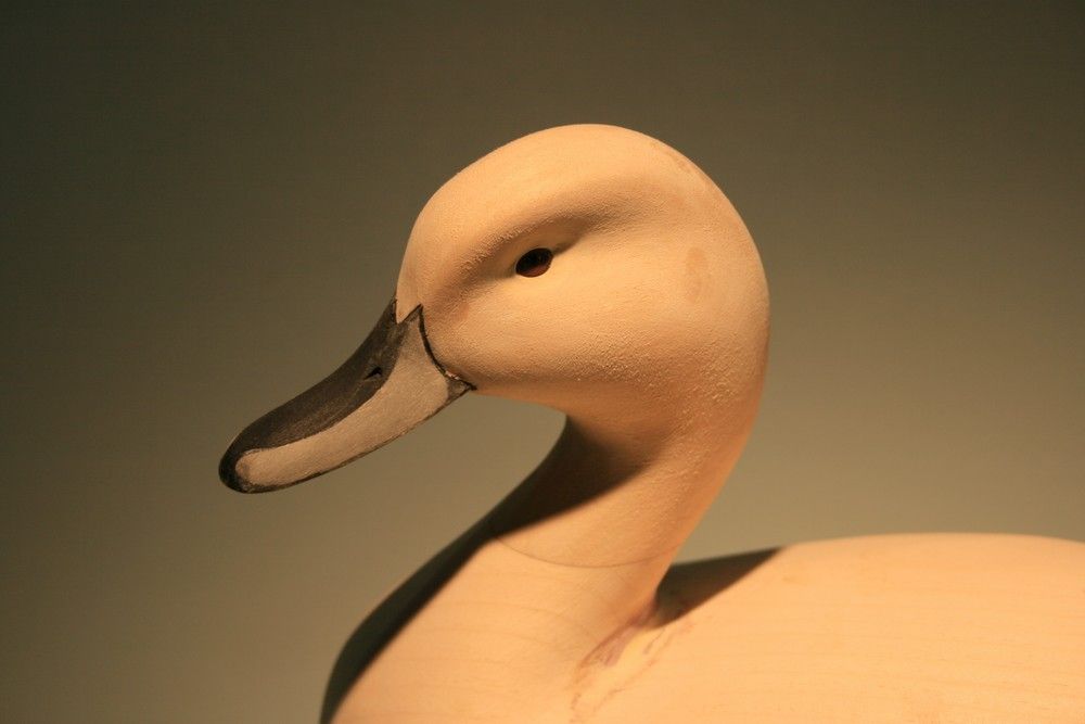 Pintail2small_zps7f9d6f82.jpg