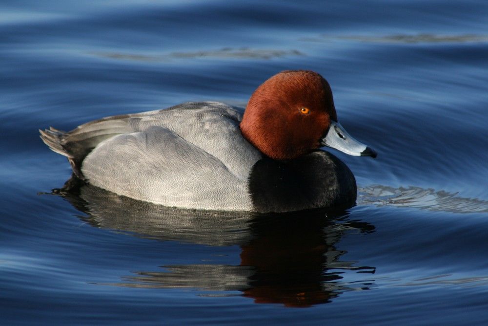 Islip%20Redhead%20Drake%203_zpsceyfnjfe.jpg