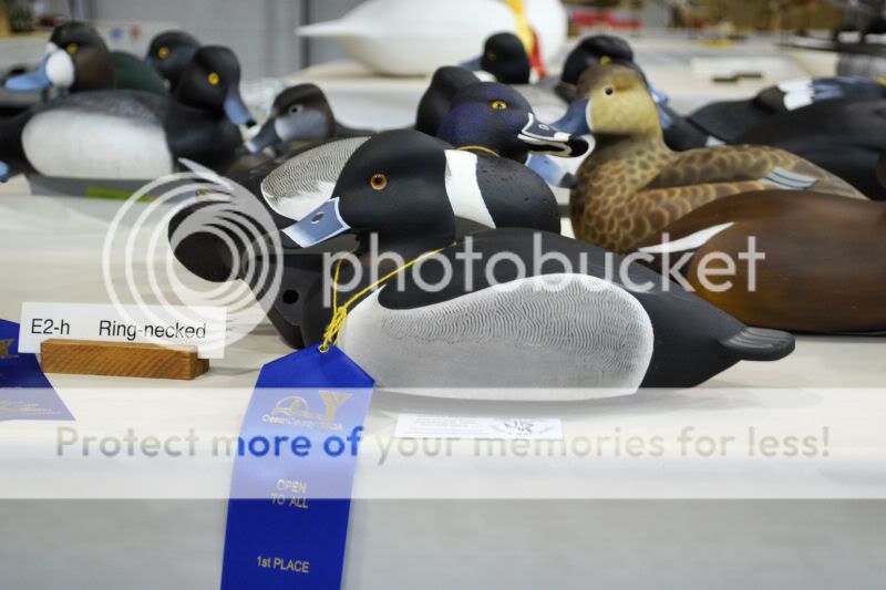 DSC_02071.jpg
