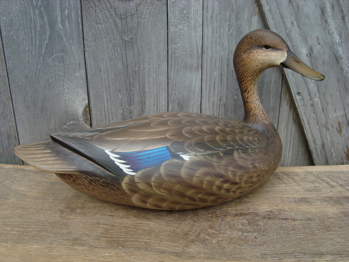 Sutton%20hen%20mallard.jpg