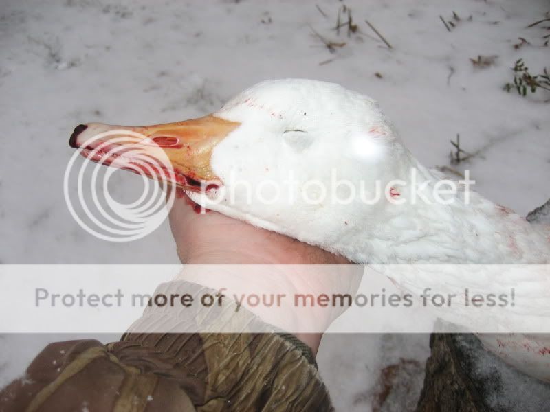 JWAWhiteGoose122609001.jpg