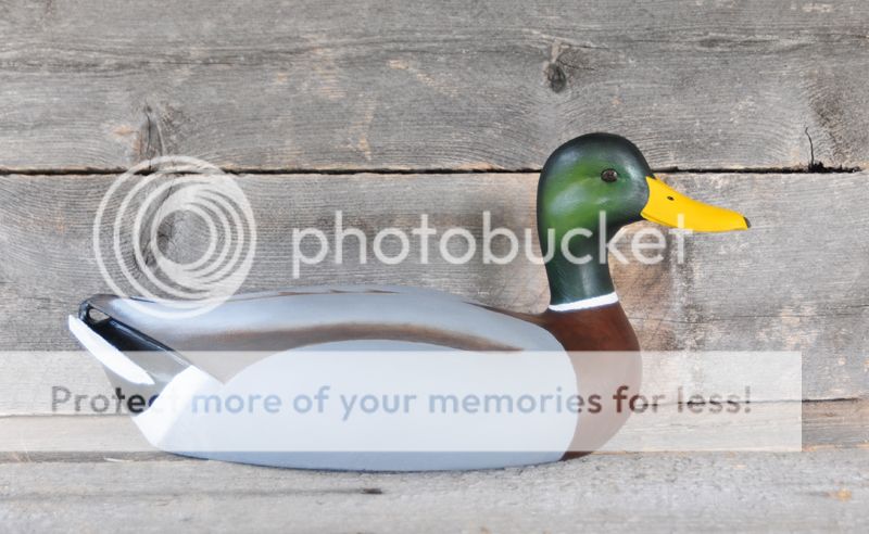 Mallard_zps9aac1b36.jpg
