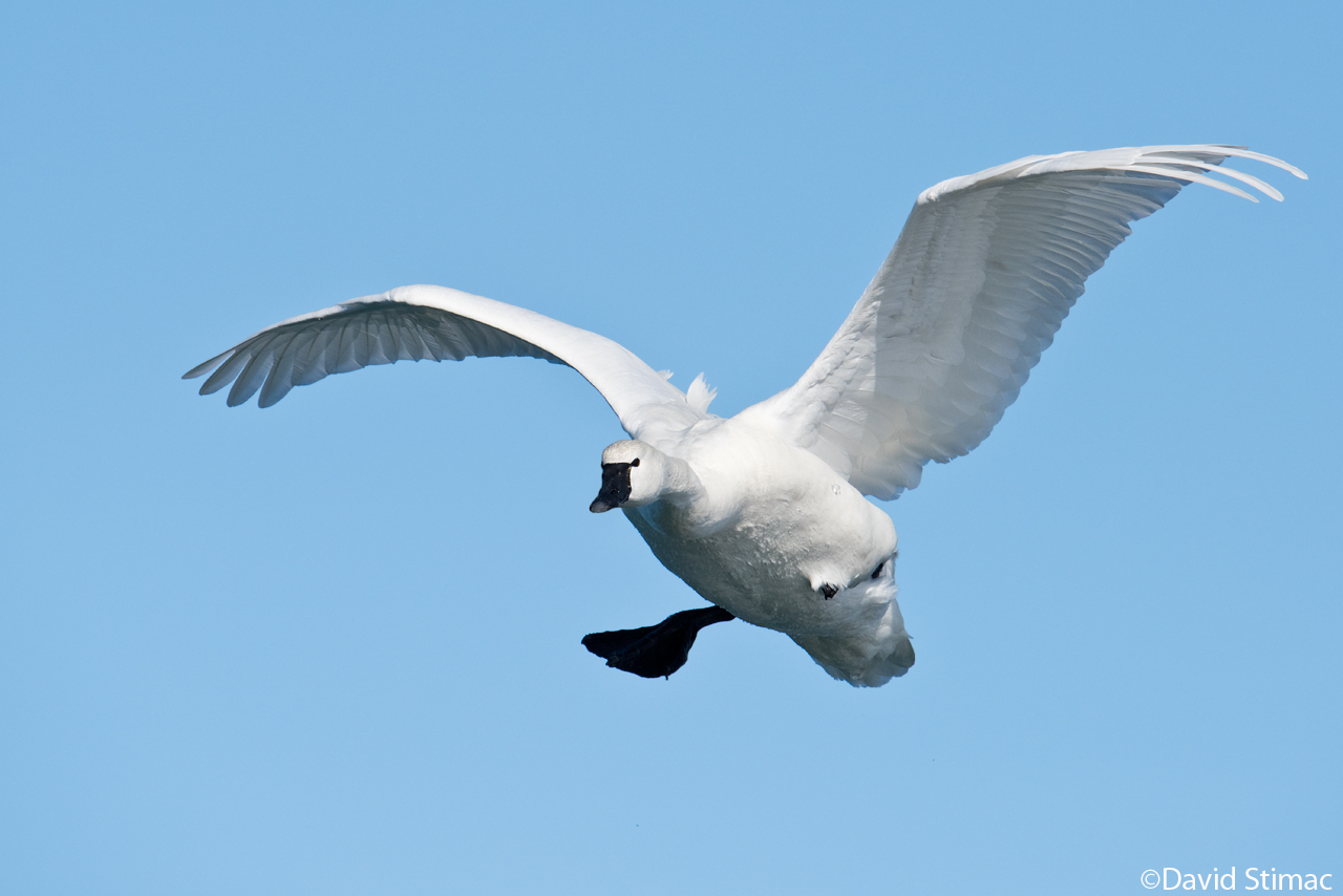 Tundra_Swan_landing.jpg