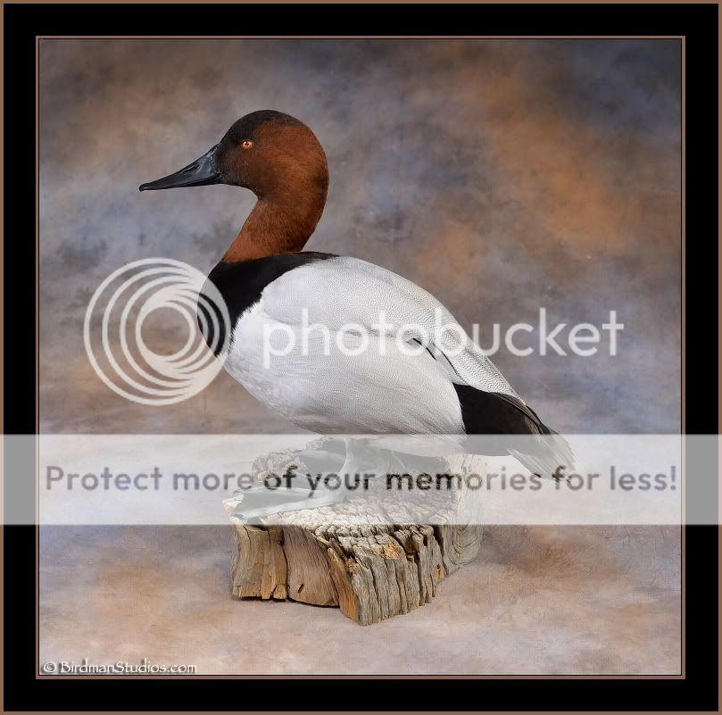 canvasback-standing1.jpg