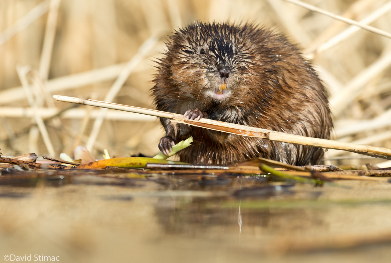 Muskrat.jpg