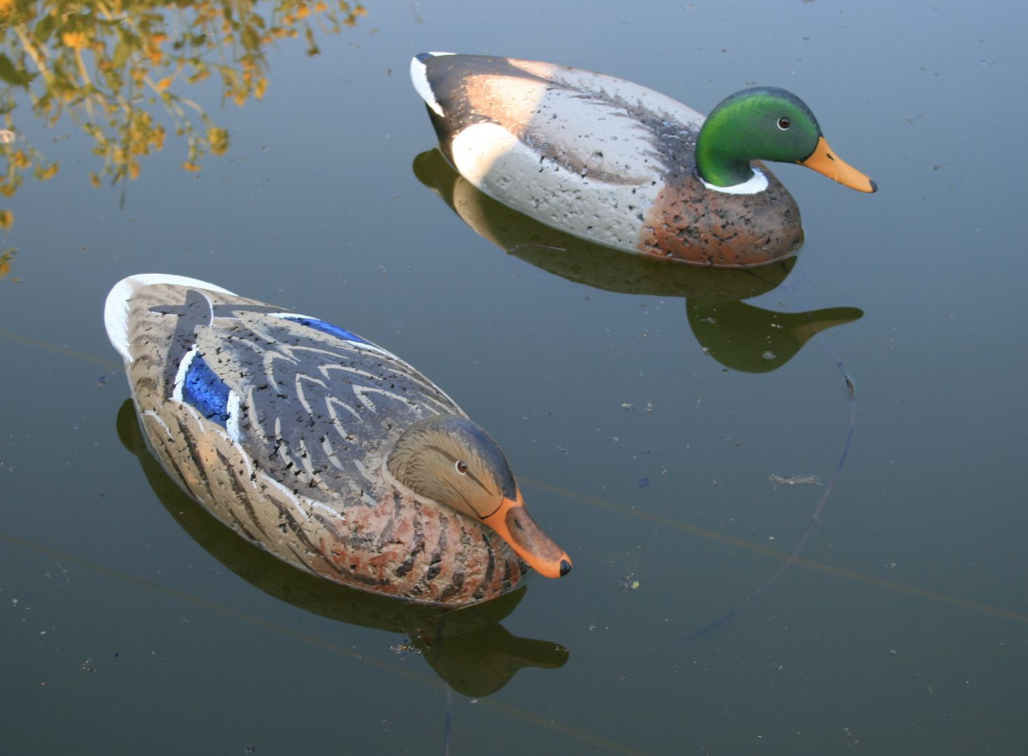 Mallard%20pair%20D_zpsrydcjfha.jpg