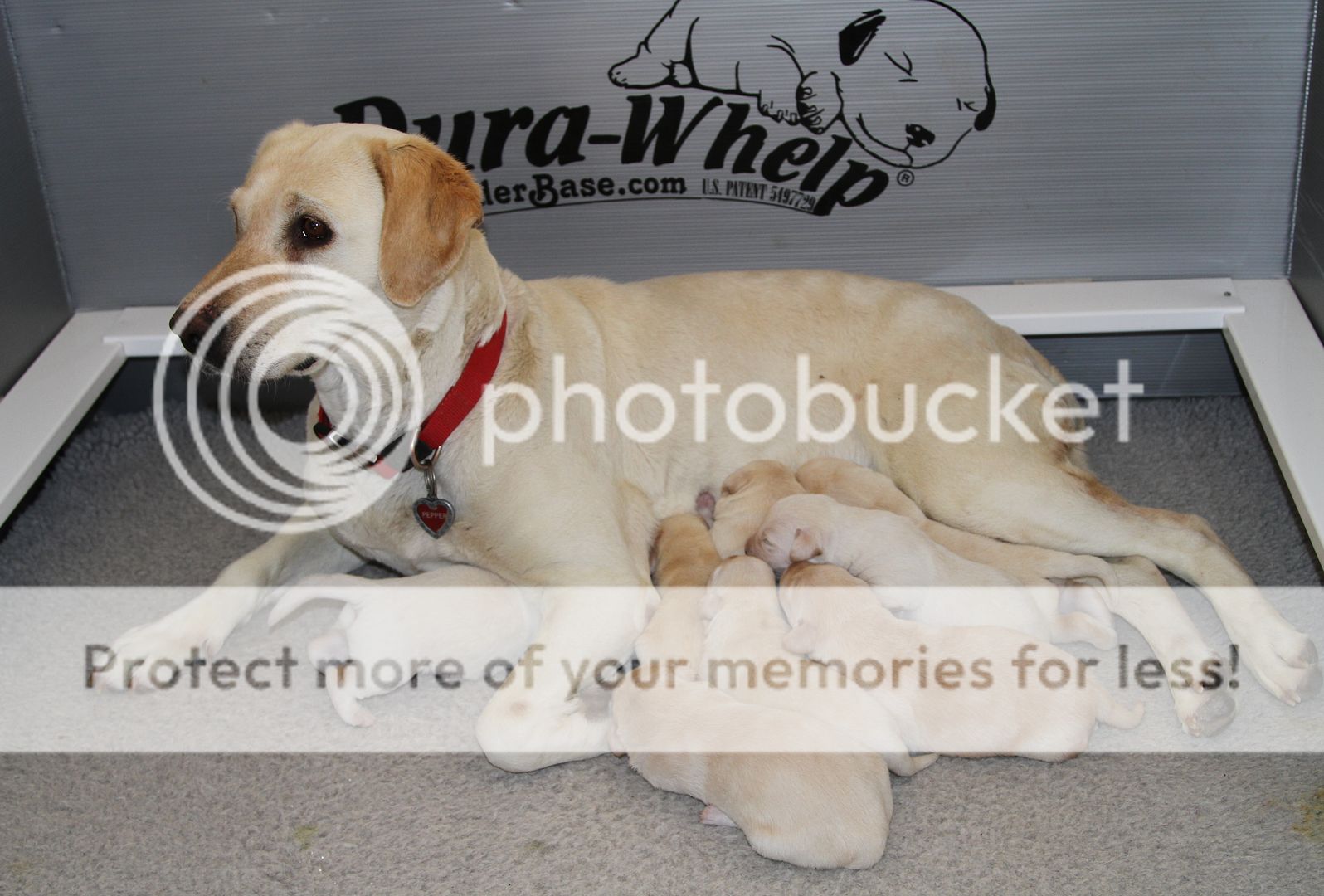 IMG_7043_zps28d09173.jpg