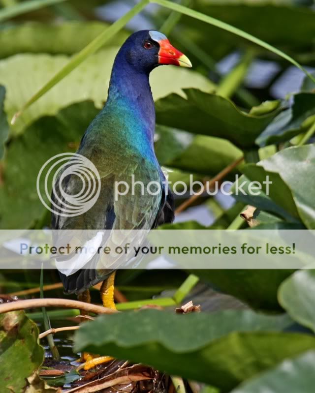 Purple_Gallinule-2.jpg