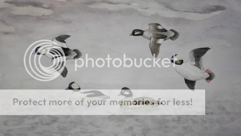 TimJ_Buffleheads_zps439ccb1b.jpg