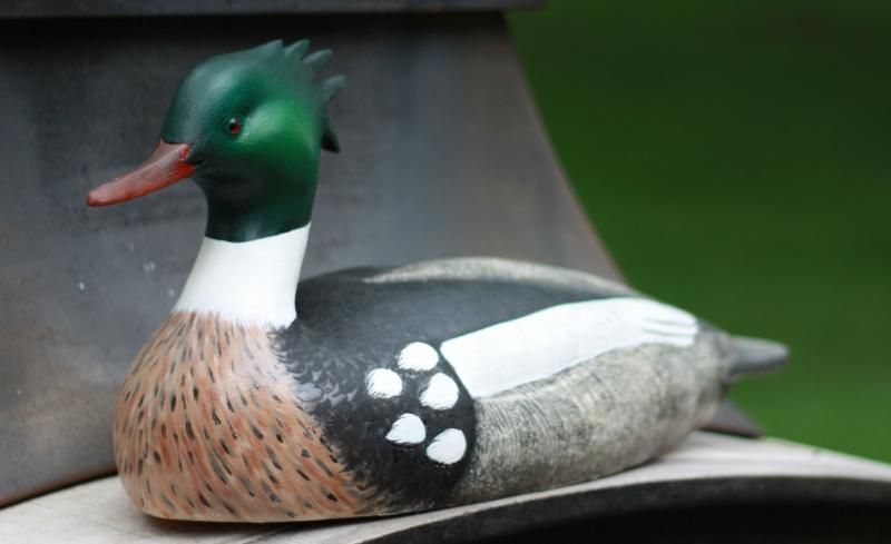 redbreasted_zpsf1db1c20.jpg