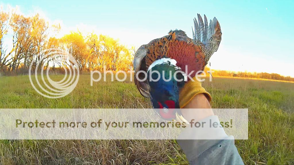 rooster118_zpsfcade2sh.jpg