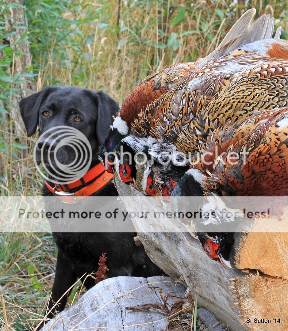 limit-pe_zps57d13909.jpg