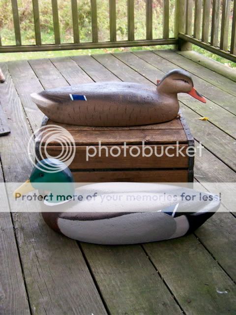 MallardPair.jpg