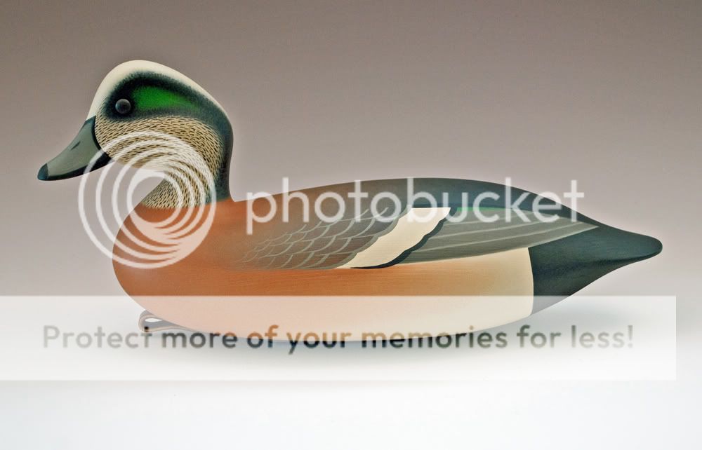 Widgeon4.jpg