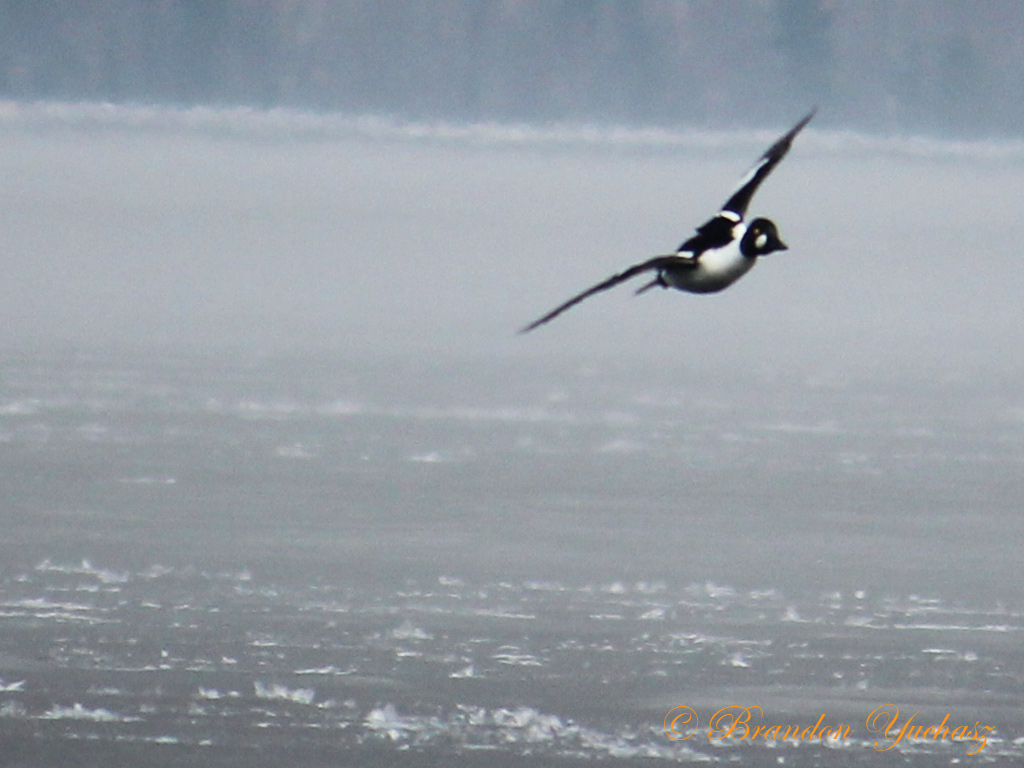 2014-05-31-Lake-266.jpg