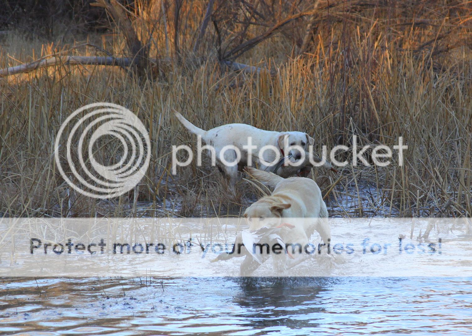 IMG_3423.jpg