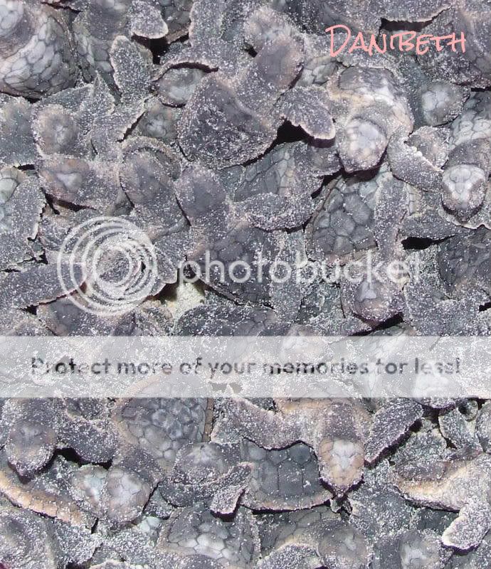 turtles2.jpg