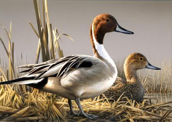 08-09DuckStamp.jpg