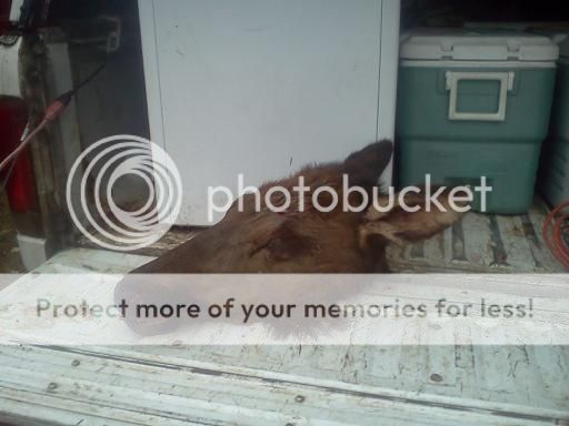 2012WYcowtailgateshot_zps50050f48.jpg