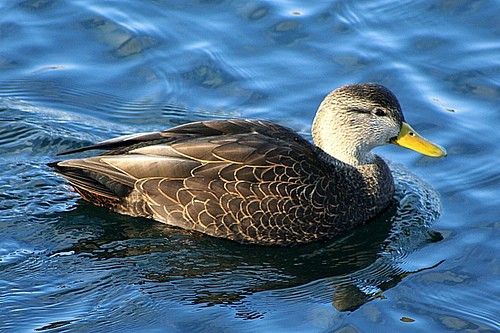 BlackDuck-Drake_zpsd31059b0.jpg