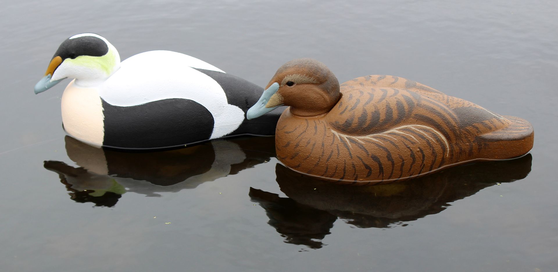 Eider%20Pair%2005_zpsibl0j0rm.jpg