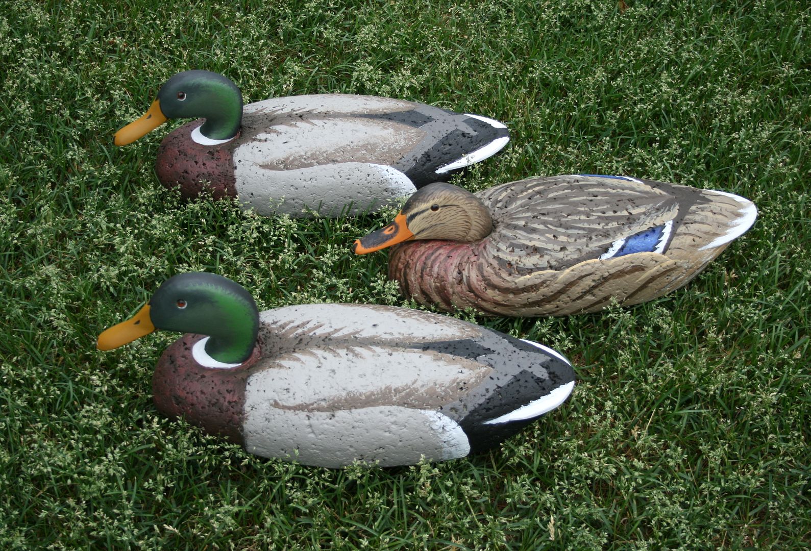 9%20Mallard%203%20on%20lawn_zpsfcdzrgea.jpg