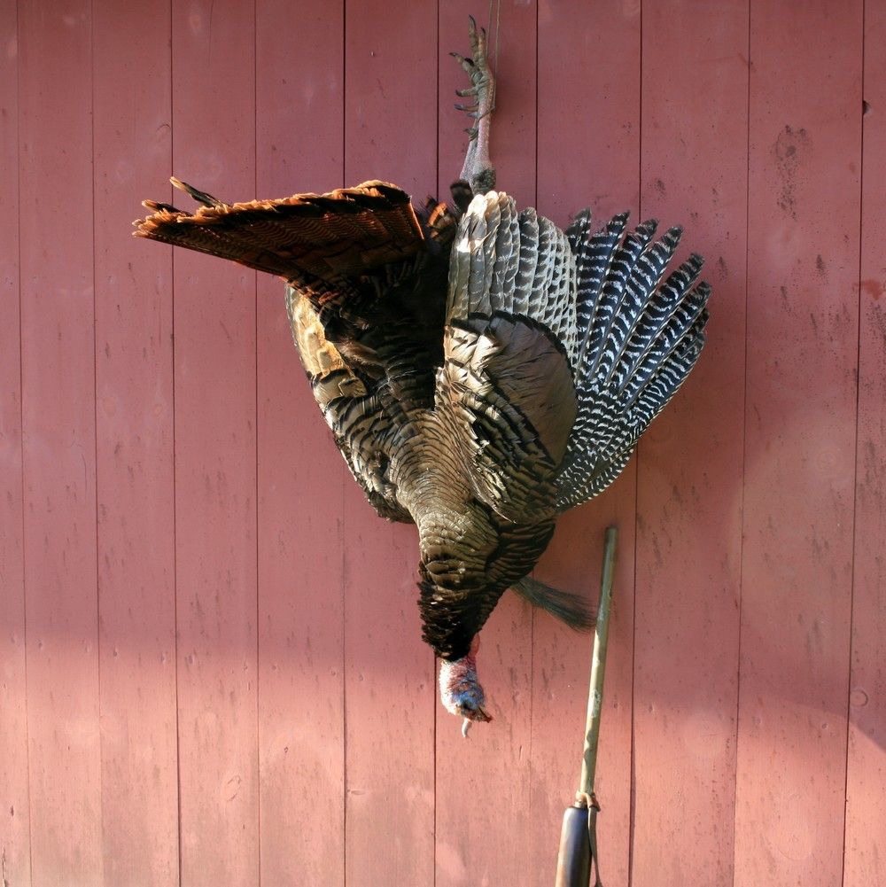 Hanging_zpsrg5m6jwy.jpg