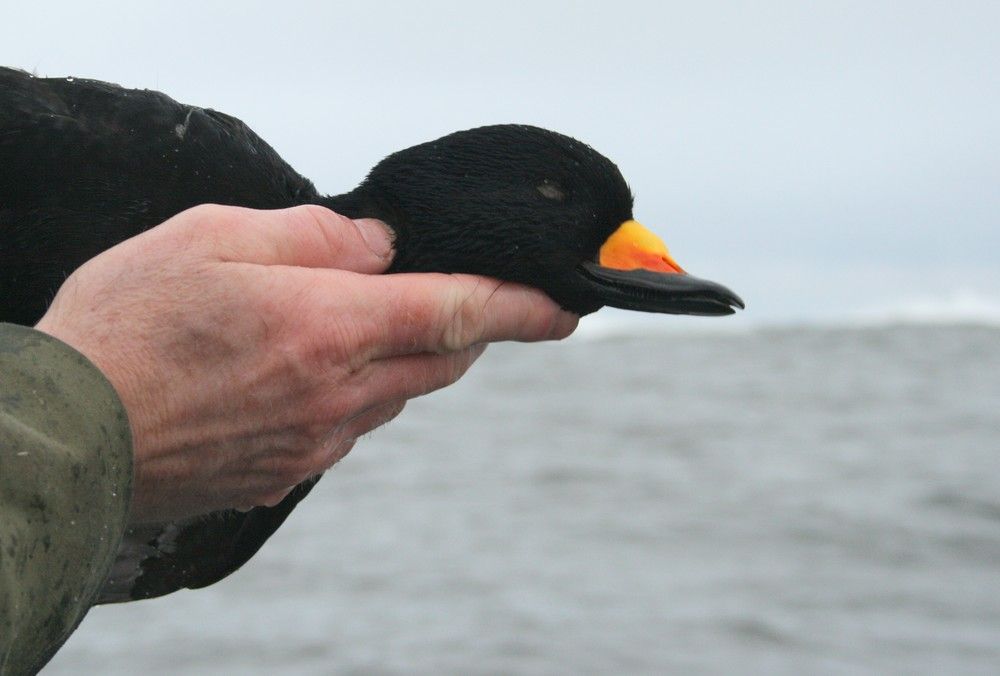 11BlackScoter1_zps3af2f723.jpg